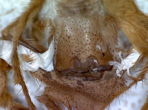 Orphnaecus philippinus (Schmidt 1999) .